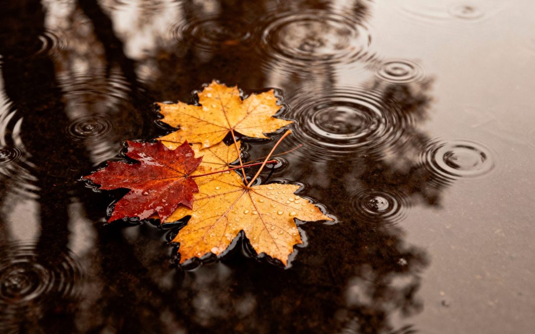 Infiltration après les pluies d'automne en copropriété : les démarches et qui prend en charge quoi